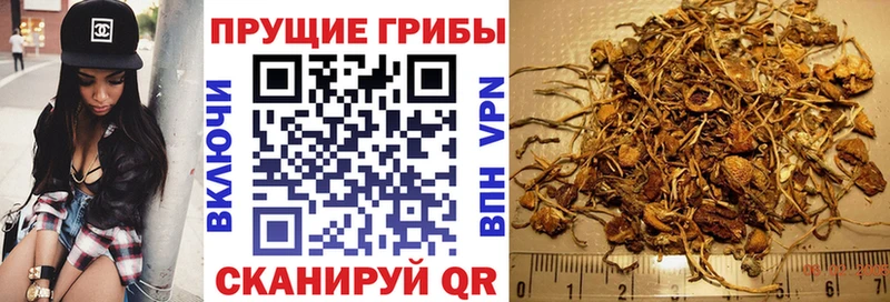 hydra ССЫЛКА  что такое наркотик  Коряжма  Псилоцибиновые грибы Cubensis 